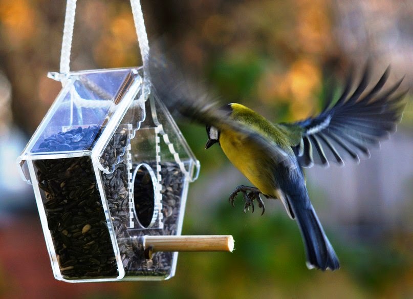 Как сделать кормушку для синичек своими руками: 13 способов сделать кормушку для птиц своими руками