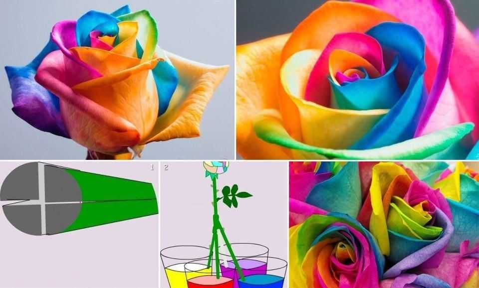 Как розы делают разноцветные: как создать радужную розу за 24 часа