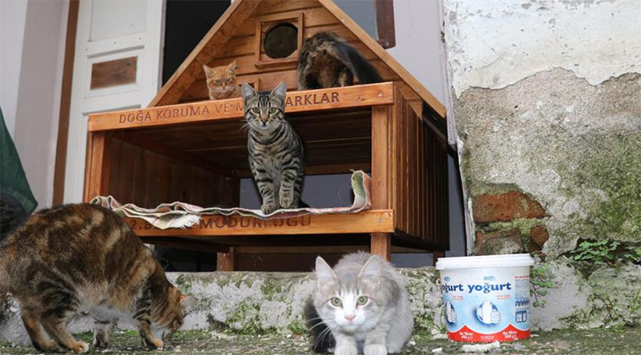 Домик своими руками для бездомных кошек: Домики для бездомных кошек на улице – это возможно!