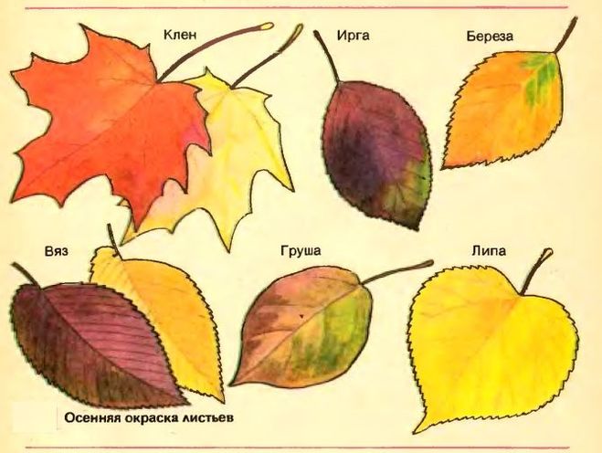 Листья разных цветов: Листья растений | WikiBotanika.ru