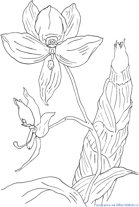 Распечатать орхидея раскраска: Раскраска цветок Орхидея - распечатать в формате А4