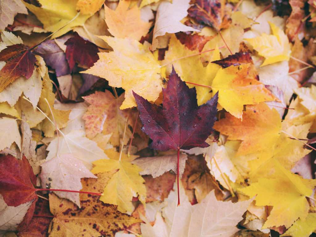 Фото листьев красивые: Картинки листья (100 фото) • Прикольные картинки и позитив