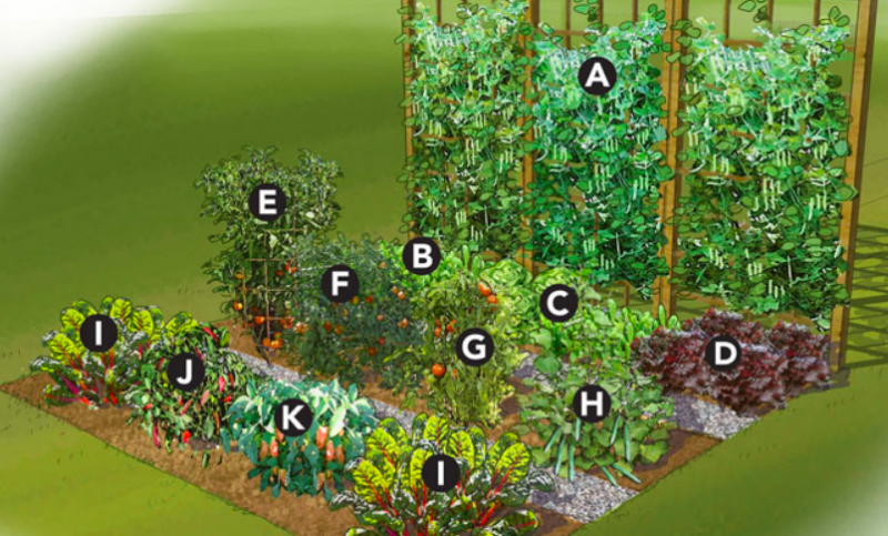 Summer vegetable garden layout