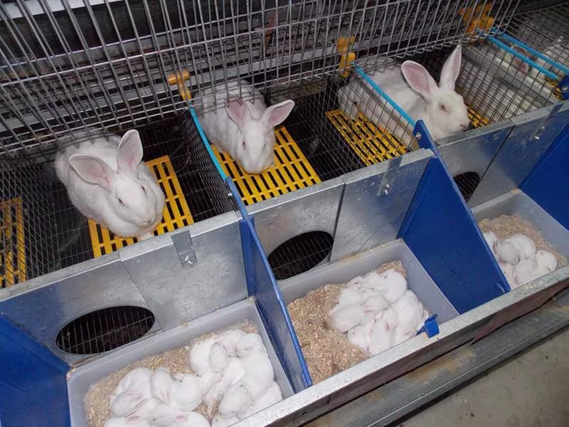 Как правильно сделать клетку для кроликов своими руками: Клетки для кроликов своими руками (70 фото): идеи как сделать