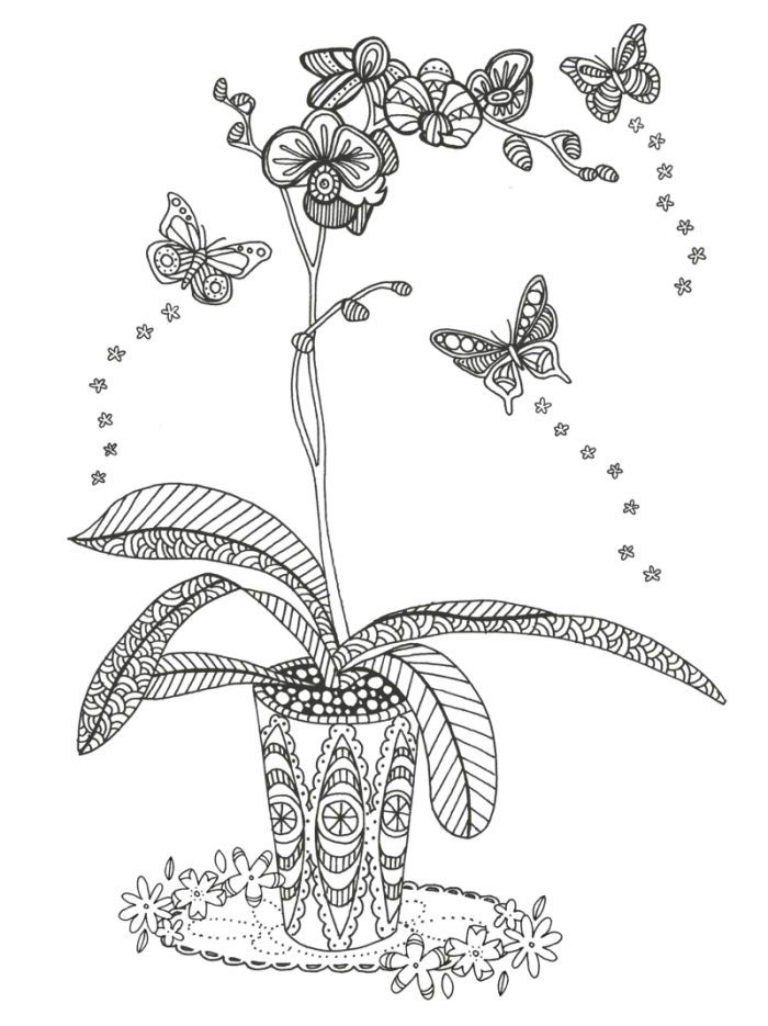Распечатать орхидея раскраска: Раскраска цветок Орхидея - распечатать в формате А4