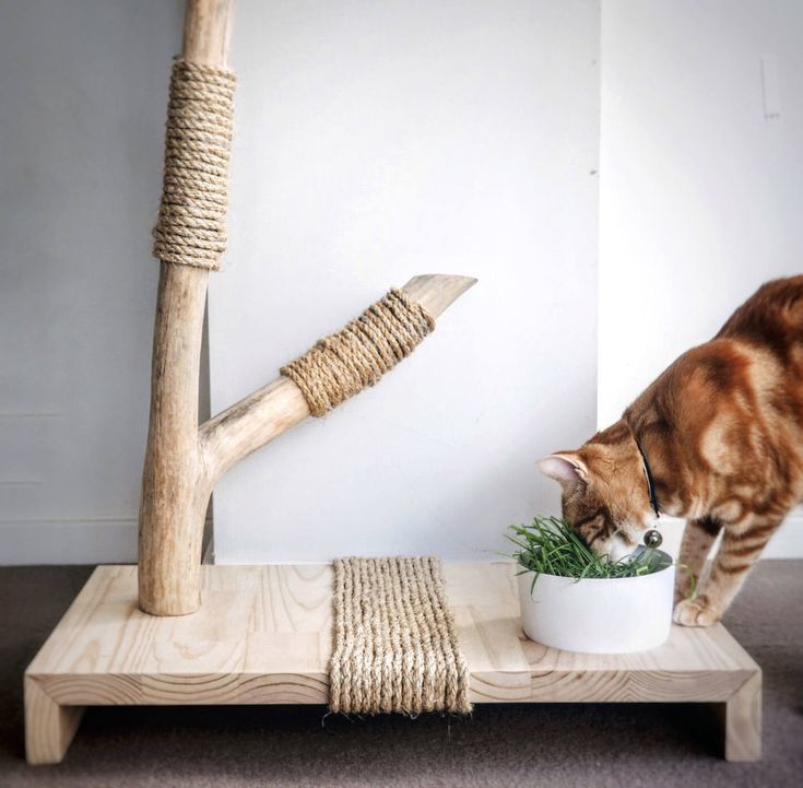 Когтеточка для кошек из дерева своими руками: 10 способов сделать когтеточку для кошки своими руками
