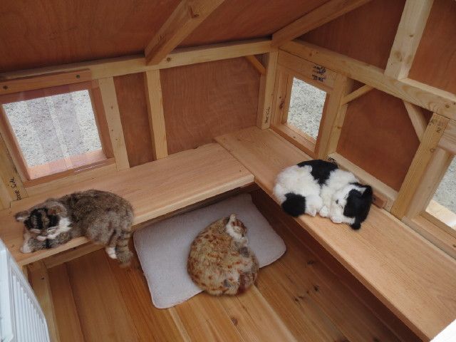 Кошки в домиках видео: Новый домик для кошки. Видели видео? Фрагмент выпуска от 10.07.2022