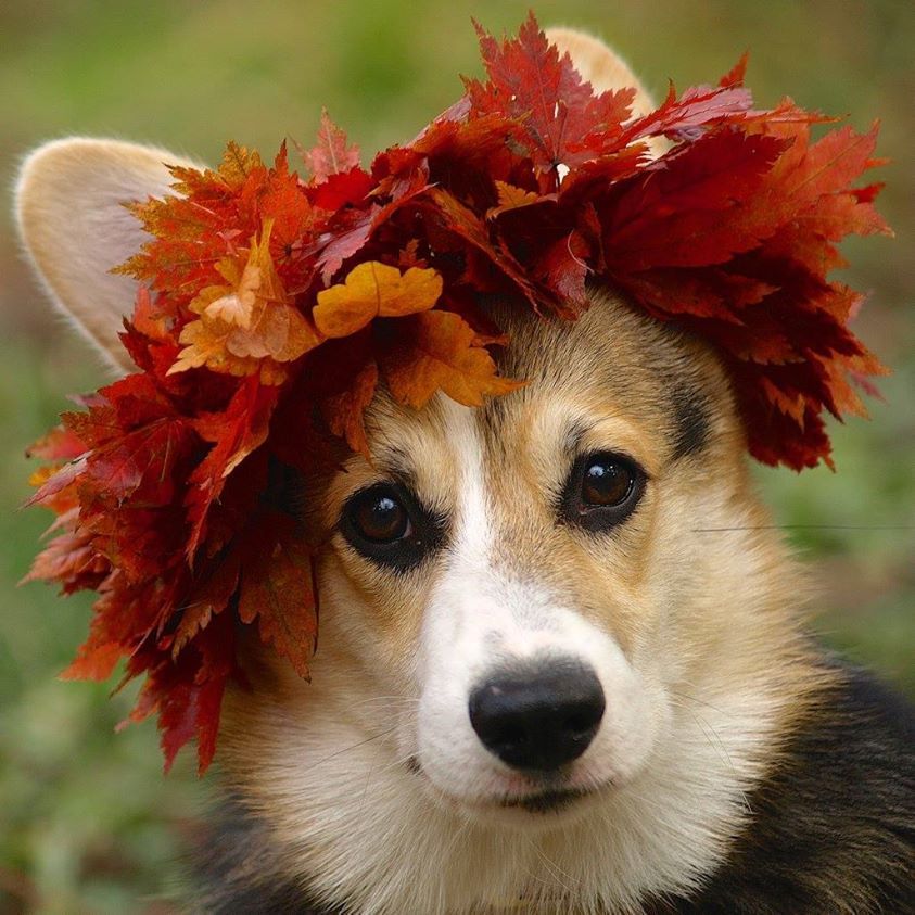 Собака из осенних листьев: Кинолог рассказал, чем опасны для собак осенние листья