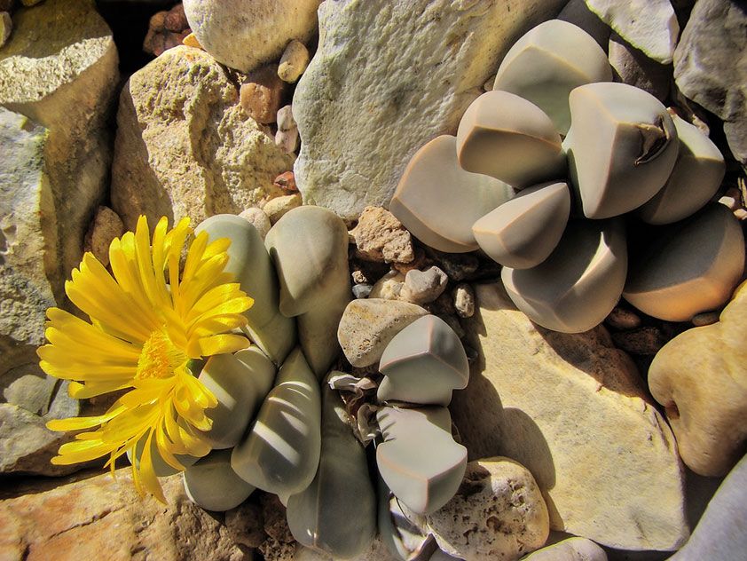 Цветок из камней: Цветы из натурального камня в магазине Камневеды