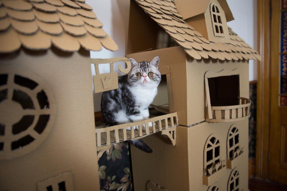 Как сделать домик для кошки своими руками видео из коробки: Как построить домик для кошки из коробки: делаем своими руками- Как сделать - инструкция поэтапно- чертежи и размеры