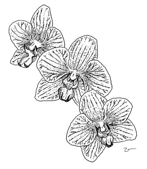 Распечатать орхидея раскраска: Раскраска цветок Орхидея - распечатать в формате А4