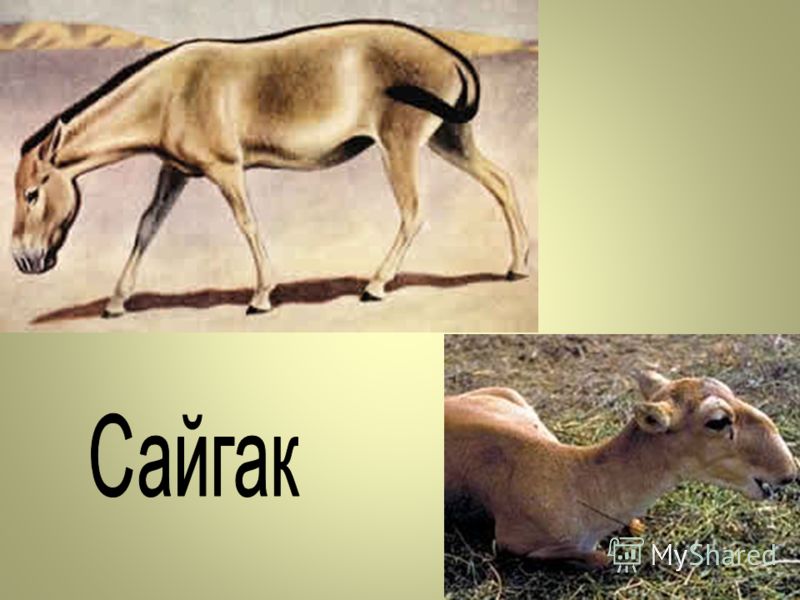 Поделка сайгак своими руками: Поделка Сайгак - «Мой пластилиновый герой» №96081
