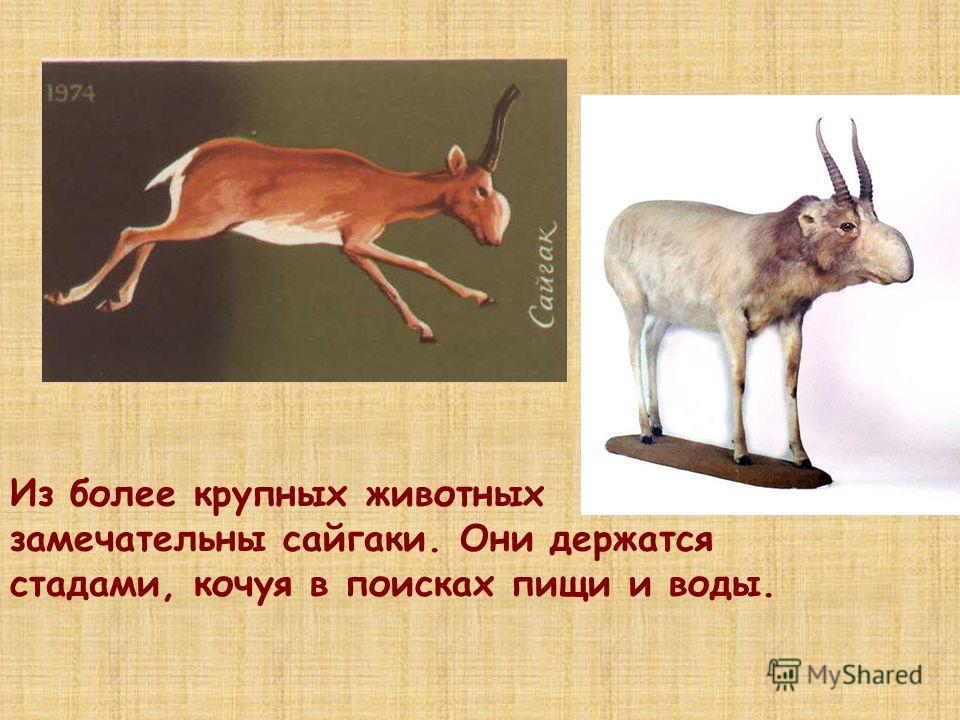 Поделка сайгак своими руками: Поделка Сайгак - «Мой пластилиновый герой» №96081