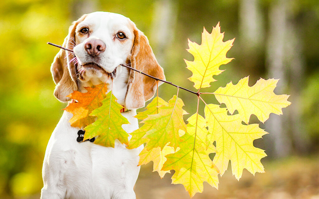 Собака из осенних листьев: Кинолог рассказал, чем опасны для собак осенние листья