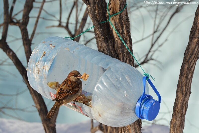 Кормушки для птиц своими руками из пластиковых бутылок фото: Кормушка для птиц из пластиковой бутылки: 700 фото, инструкции