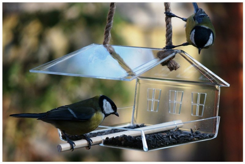 Как сделать кормушку для синичек своими руками: 13 способов сделать кормушку для птиц своими руками