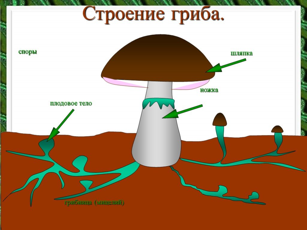 Макет гриба: шаблон гриба Раскраски распечатать бесплатно.