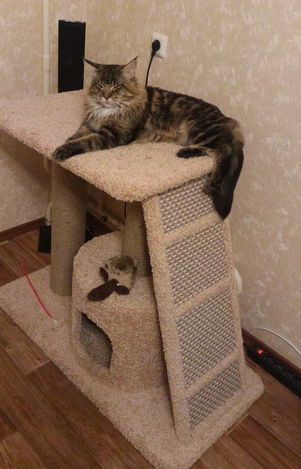 Дралка для котов своими руками: 10 способов сделать когтеточку для кошки своими руками