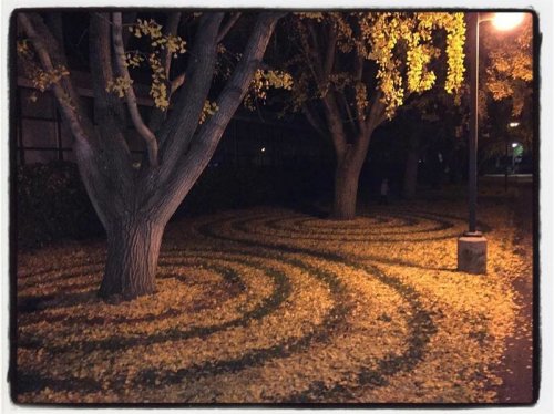Узоры из листьев фото: 17 лучших изображений доски «Узоры из листьев»