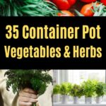 35 Container Garden Ideas