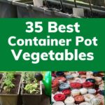 35 Container Garden Ideas