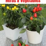 35 Container Garden Ideas