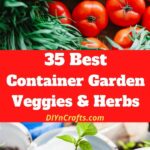 35 Container Garden Ideas