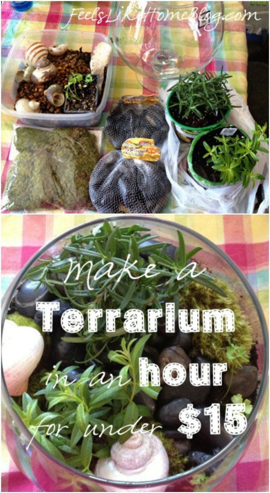 Kid Friendly DIY Terrarium