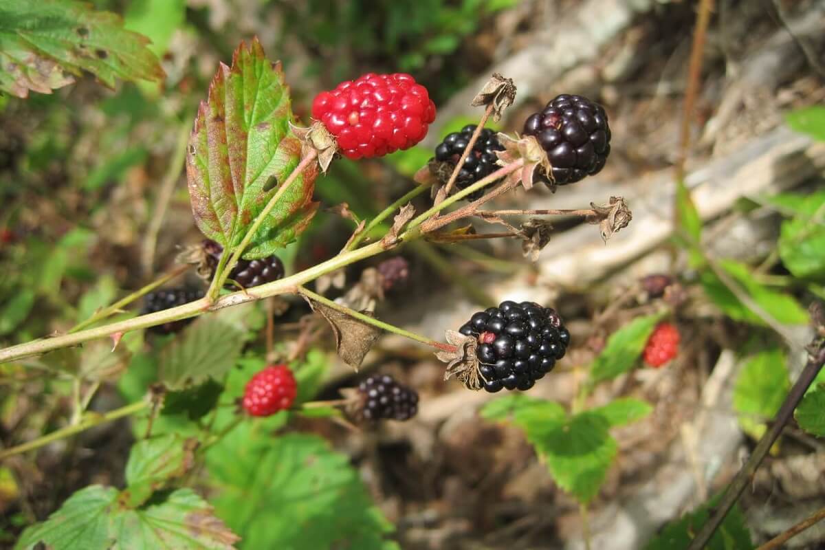 blackberries