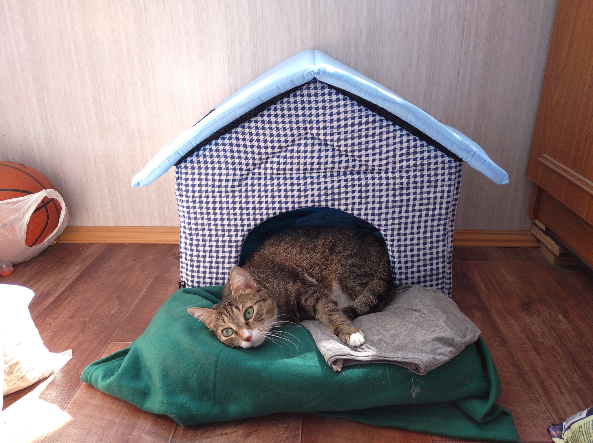 Кошки в домиках видео: В этом видео покажут, как сделать мягкий домик для кошки