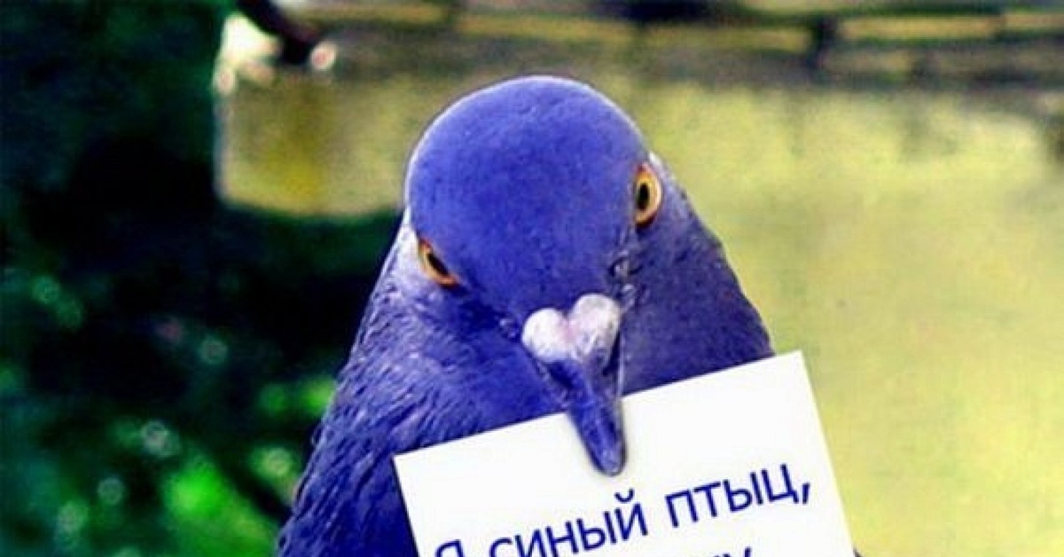 Табличка голубя: Адресная табличка "Голуби" – заказать на Ярмарке Мастеров – KV532RU