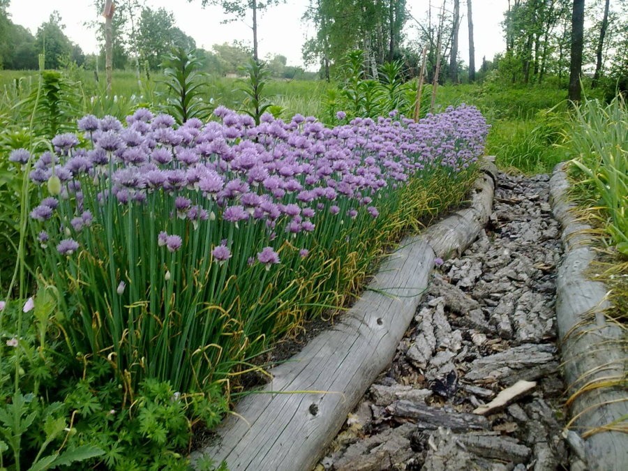 Грядка с шнитт-луком на загородном участке