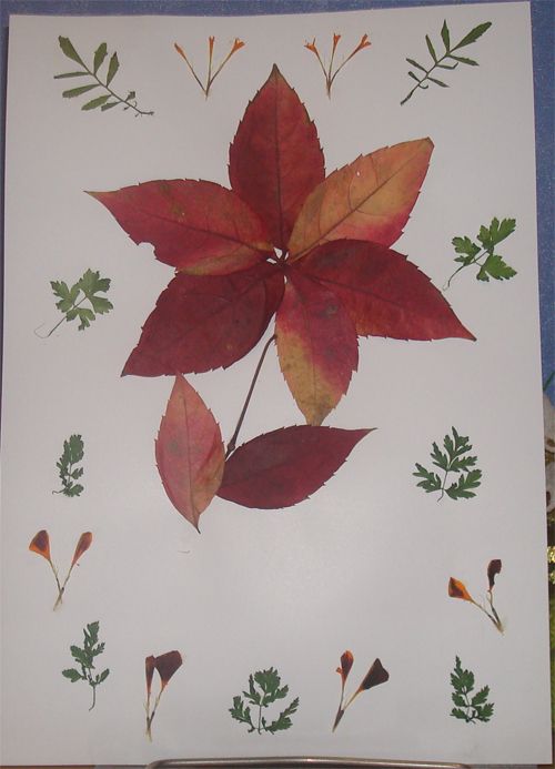 Поделка из сухих листьев на бумаге: Страница не найдена | remontnichok.ru