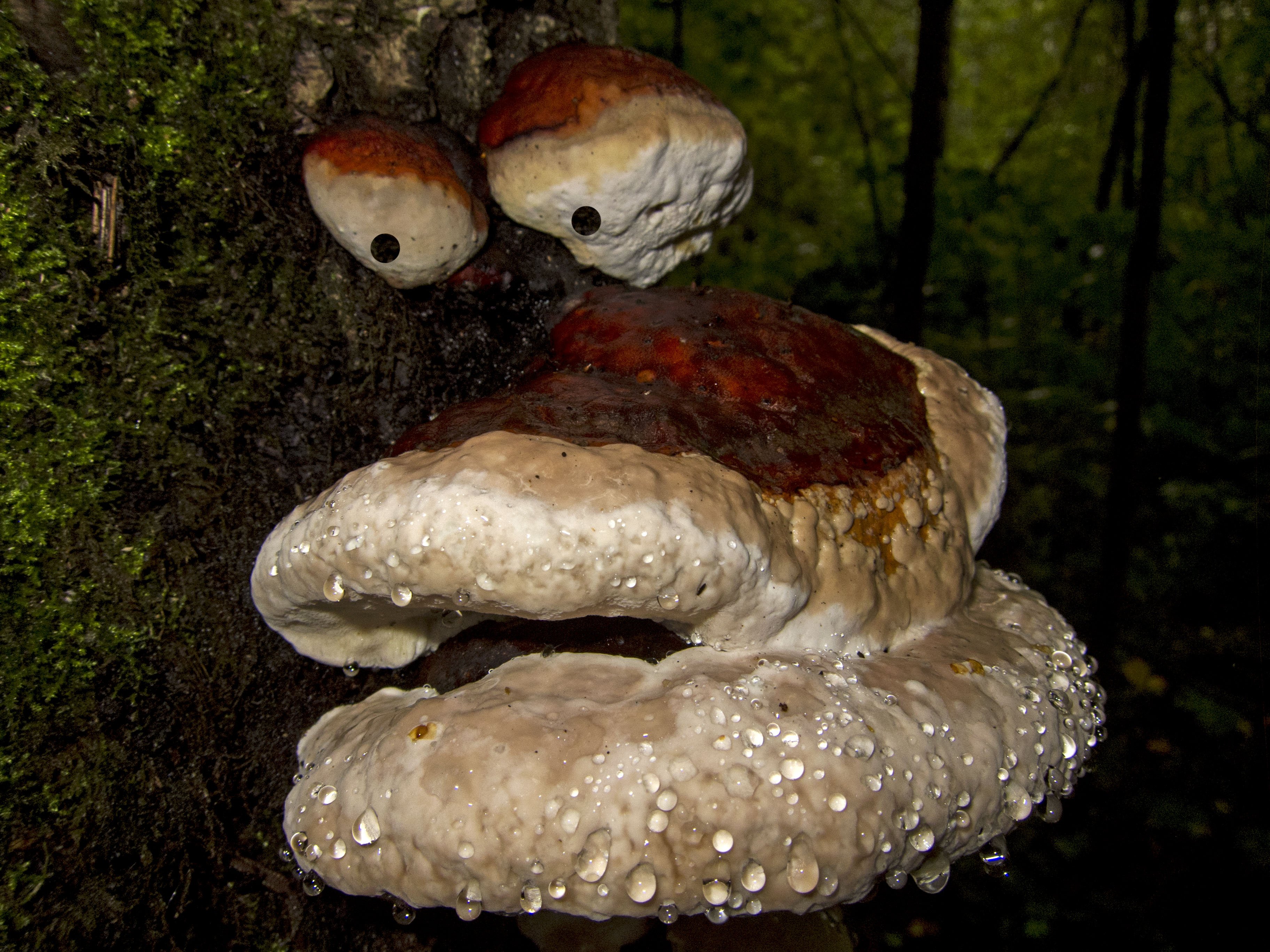 Поделка из древесного гриба: Древесный гриб для поделок