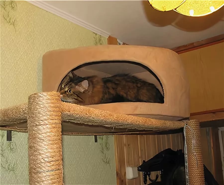 Видео как сделать домик для кошки: Как сделать домик для кота? Когтеточка своими руками смотреть онлайн видео от Дачный участок в хорошем качестве.