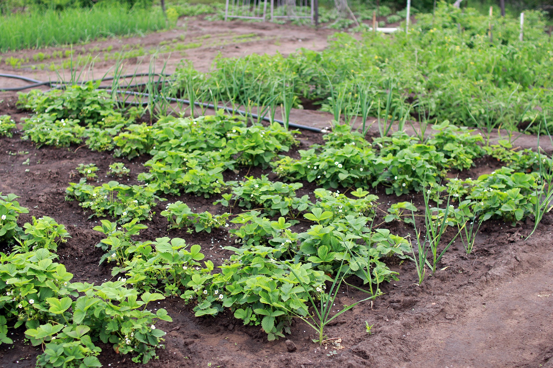 25 Brilliant Vegetable Garden Layout Ideas for Beginners