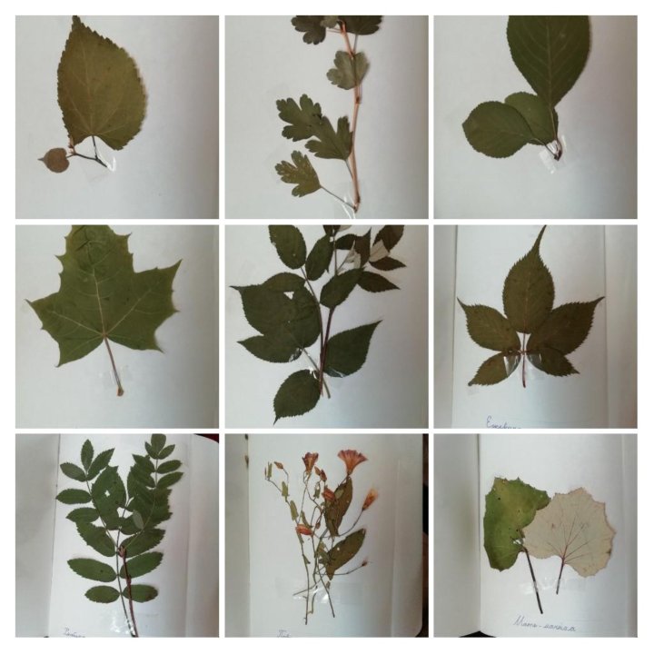 Как собирать гербарий из листьев: Как собирать, хранить и оформлять гербарии из листьев? Как сделать гербарий и красиво оформить самостоятельно в домашних условиях.