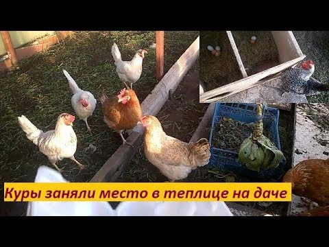 Курятник в теплице зимой фото: Курятник из поликарбоната на зиму в теплице, отзывы и обустройство теплицы для кур и гусей своими руками, содержание цыплят.