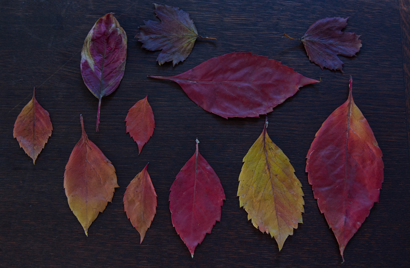 Чтобы листья для поделки не засохли: Как сохранить осенние листья - 4 варианта