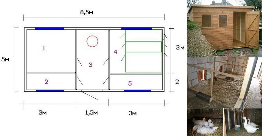 Планировка курятника: Устройство зимнего курятника: планировка, утепление, обогрев