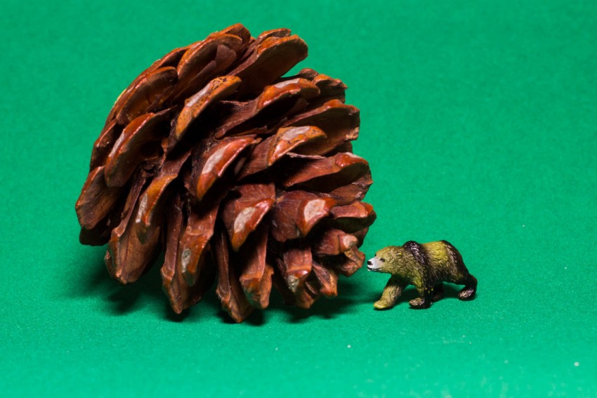 Медведь из пластилина и шишки: Поделки для детей из природных материалов