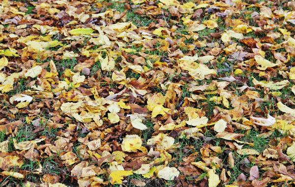 В теплом дождливом климате листья опадают желтыми и грязно-бурыми
