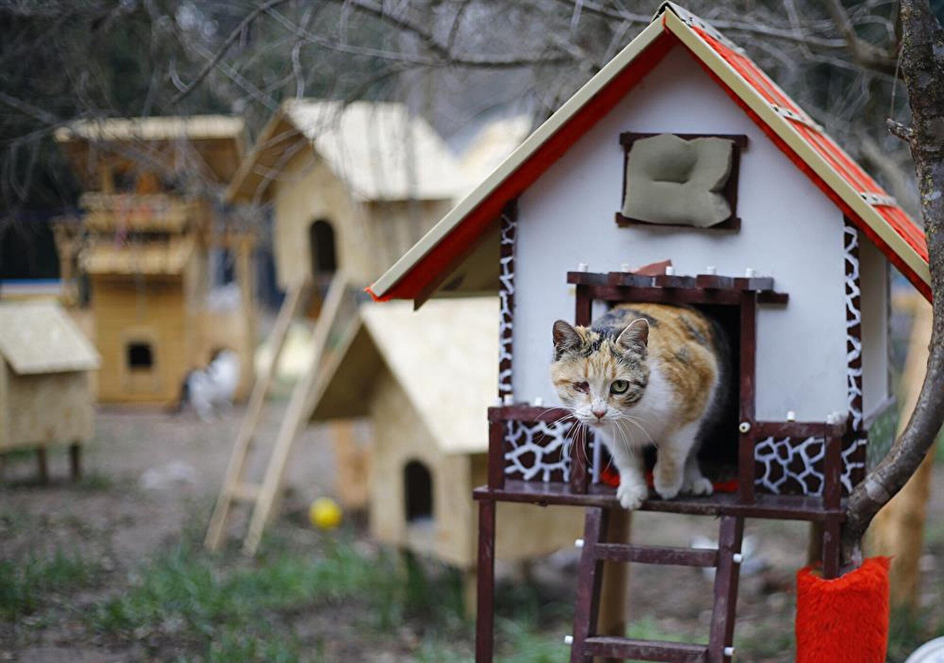Домик своими руками для бездомных кошек: В Ичери шехер появился новый домик для бездомных кошек – ФОТО