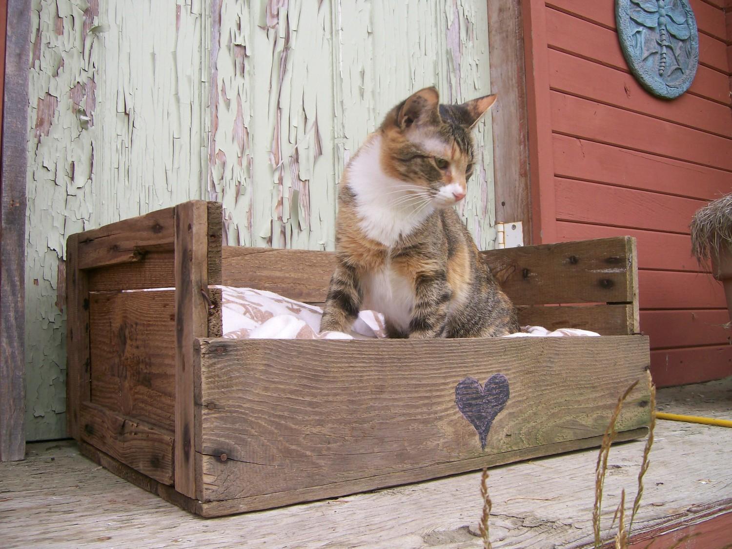 Кошки в домиках видео: В этом видео покажут, как сделать мягкий домик для кошки