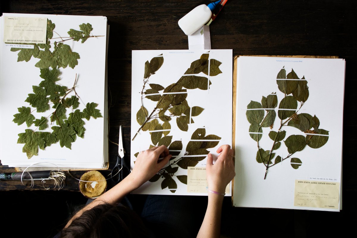 Как собирать гербарий из листьев: Как собирать, хранить и оформлять гербарии из листьев? Как сделать гербарий и красиво оформить самостоятельно в домашних условиях.