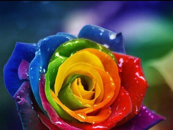 Как розы делают разноцветные: как делать цветы с разноцветными лепестками