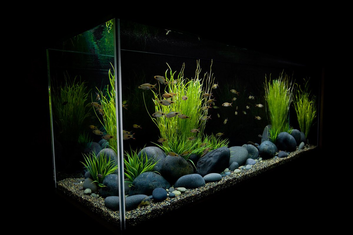 Оформление аквариумов фото: DG-HOME.RU - Проверка