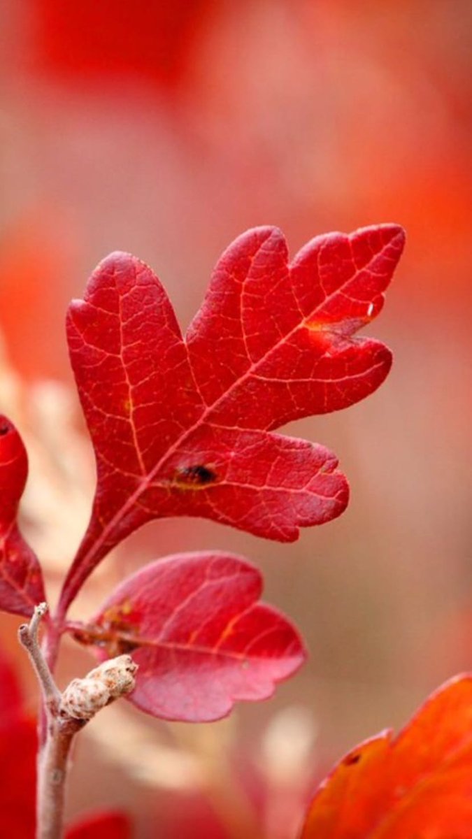 Фото листьев красивые: Картинки листья (37 фото) • Прикольные картинки и позитив