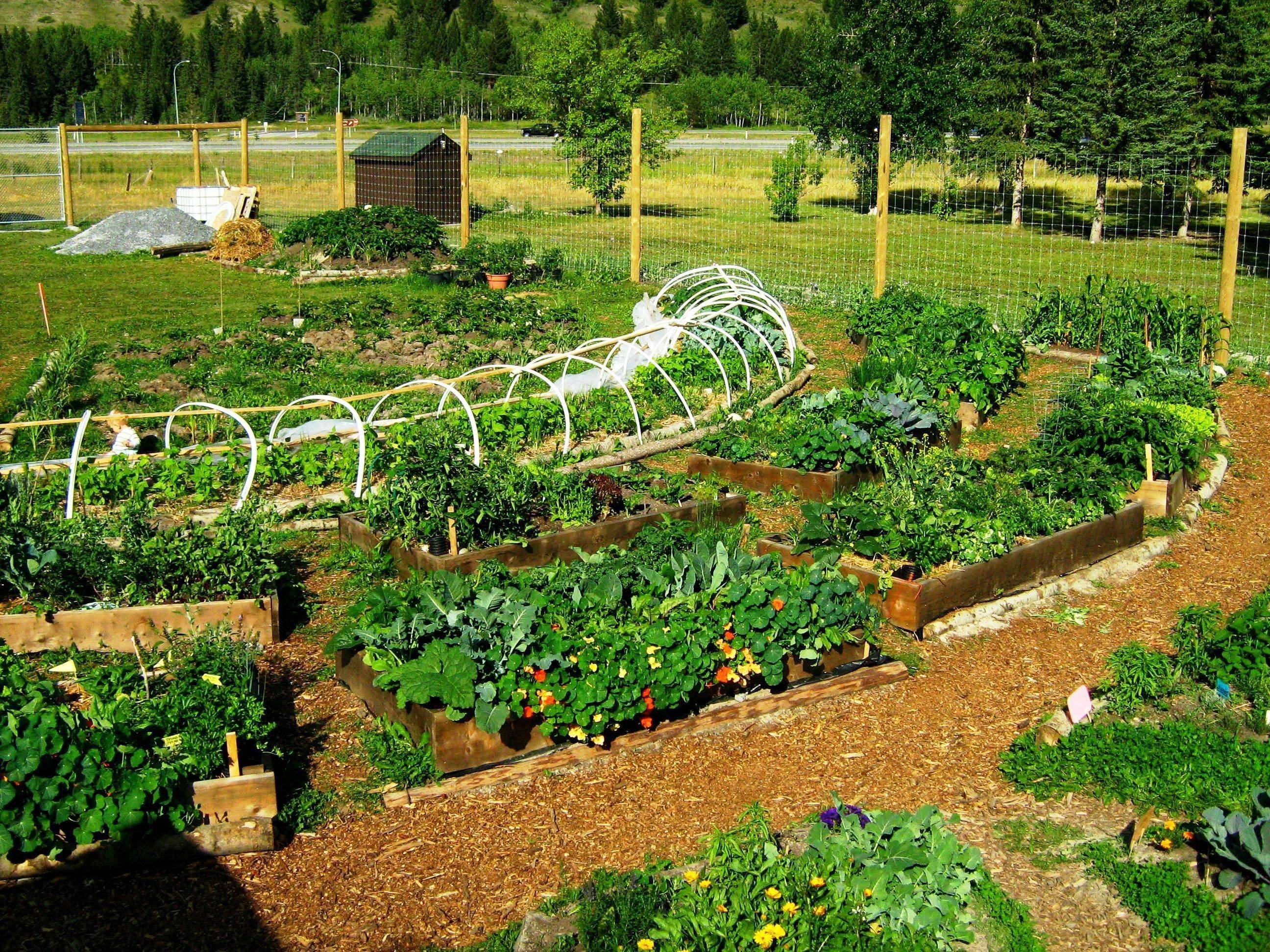 Фото дача огород: Красивый огород своими руками: оформление огорода на дачном и садовом участке — фото и идеи