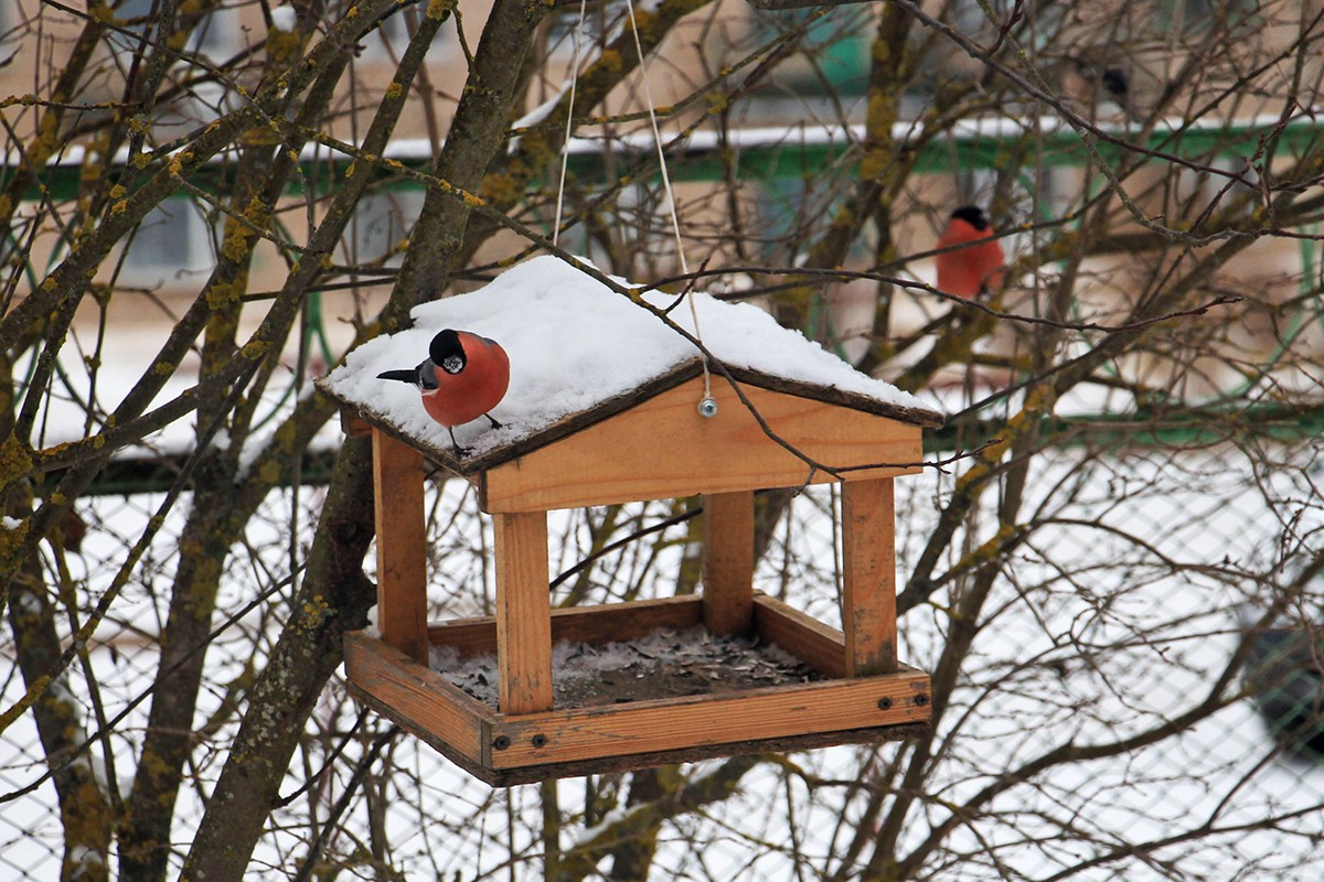 Кормушки зимой для птиц своими руками: 13 способов сделать кормушку для птиц своими руками